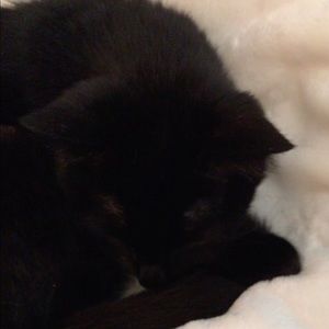 Meet your Posher, Pennie